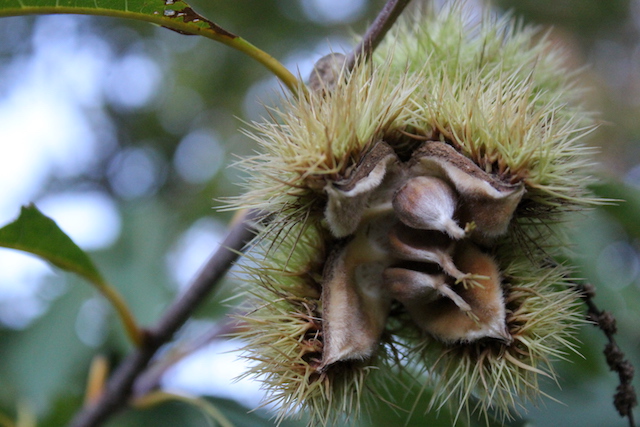 Chestnut nut on Tree