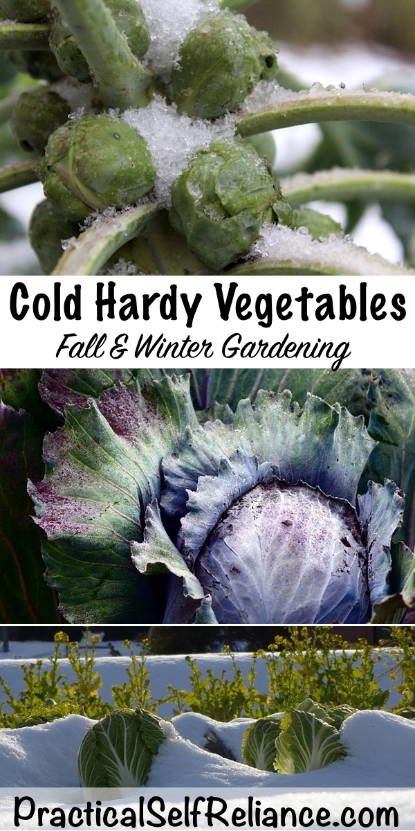 Cold Hardy Vegetables for Fall Gardening ~ Winter Gardening #vegetable #gardening #growingfood #wintergardening #fallgarden #coldclimate #gardeningtips #homesteading