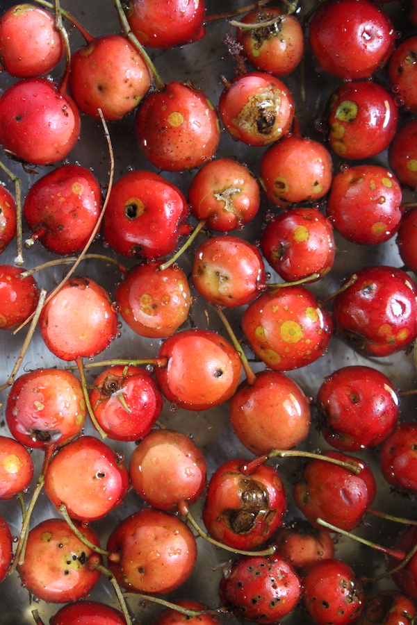 Cooking Hawthorn Fruits for jelly