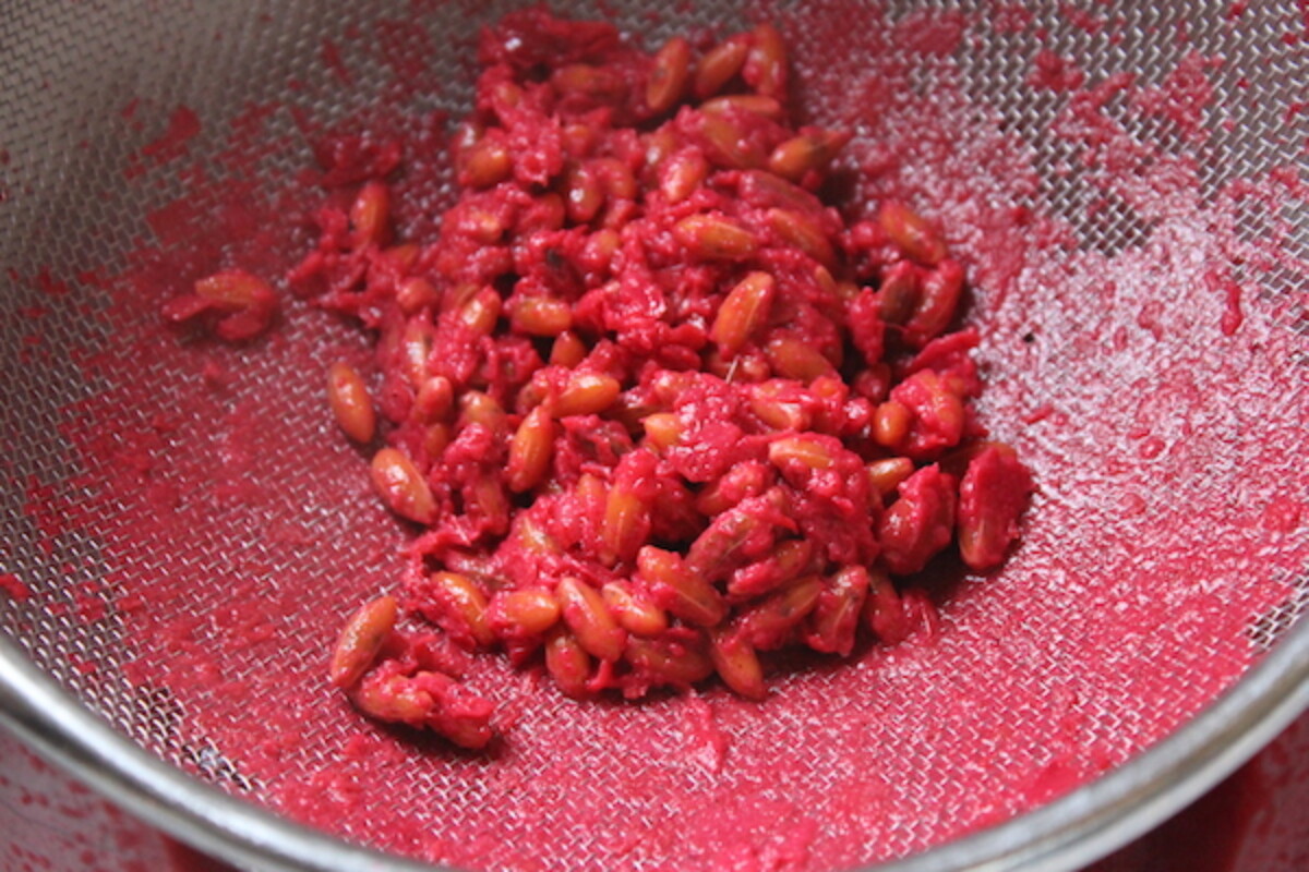 Cornelian Cherry Pits