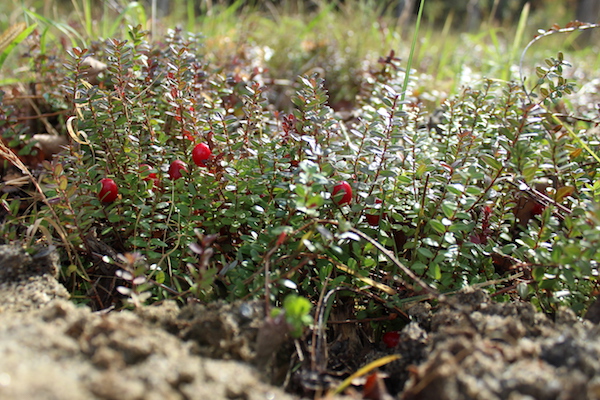 Cranberry Plant Yield