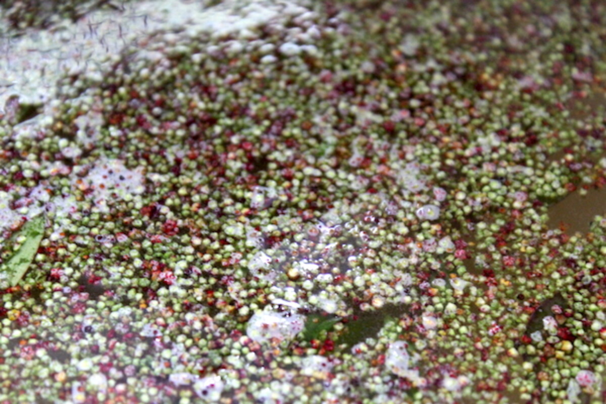 Floating Goosefoot Chaff