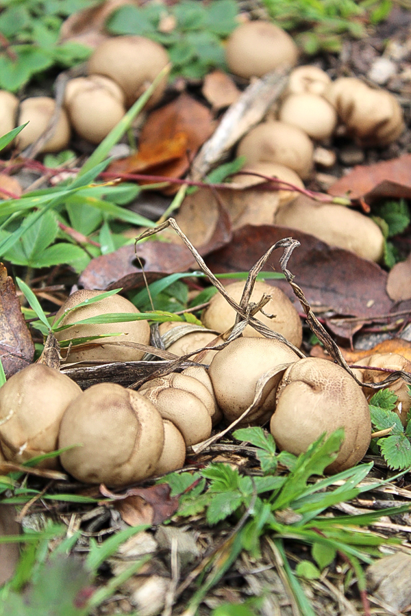 Brown Puffball Mushrooms