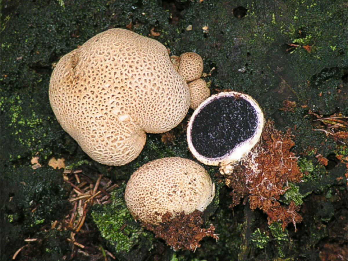 Scleroderma species