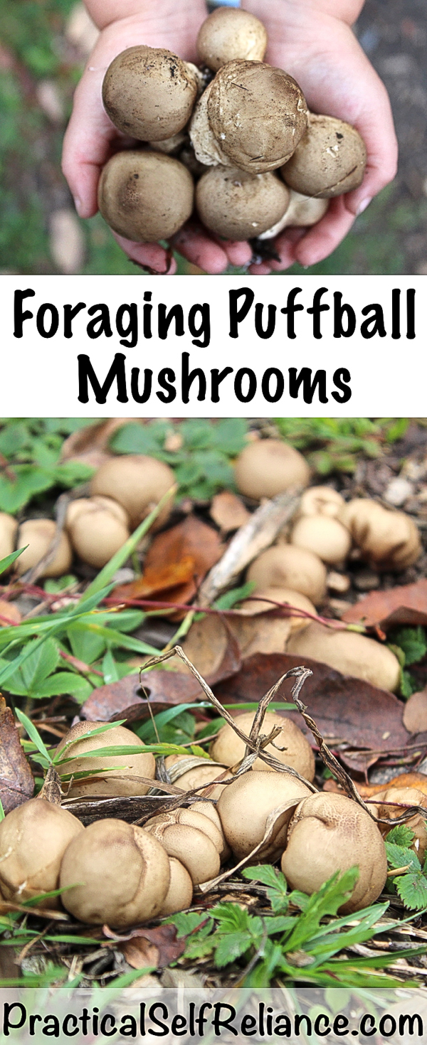 Foraging Puffball Mushrooms #puffball #mushrooms #ediblemushrooms #foraging #forage #wildcrafting #wildfood #homesteading