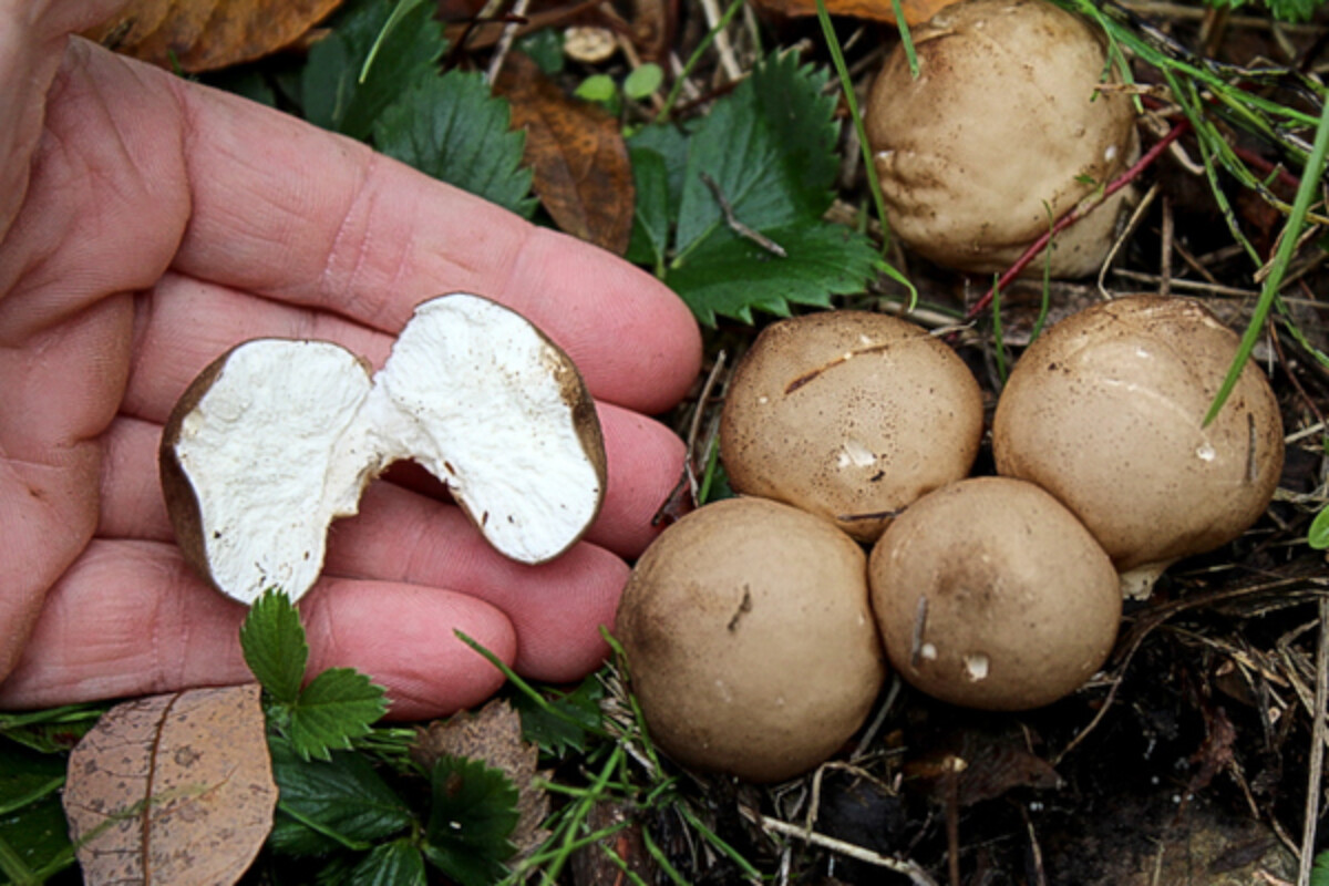 Puffball Mushroom White Interior