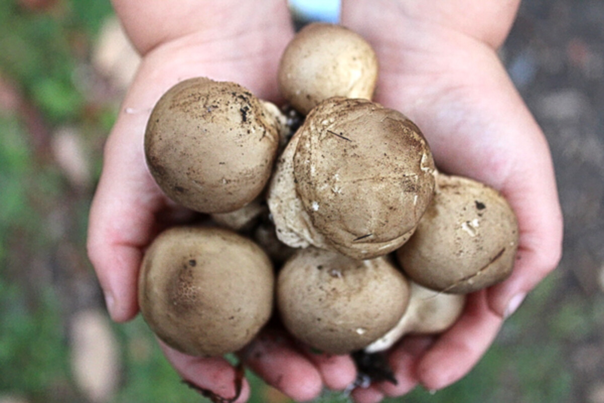 Foraging Puffball Mushrooms
