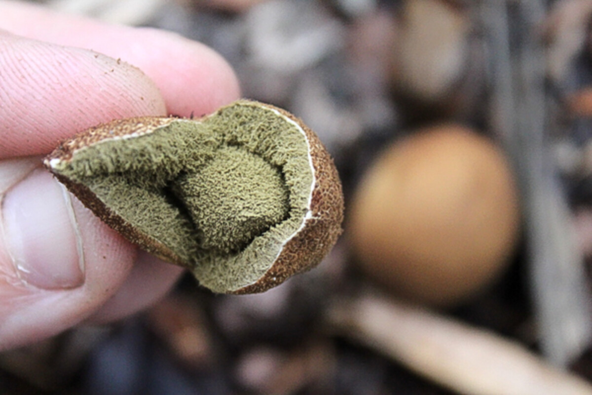 A puffball mushroom that's begun to turn to spores. It's no longer edible at this point.