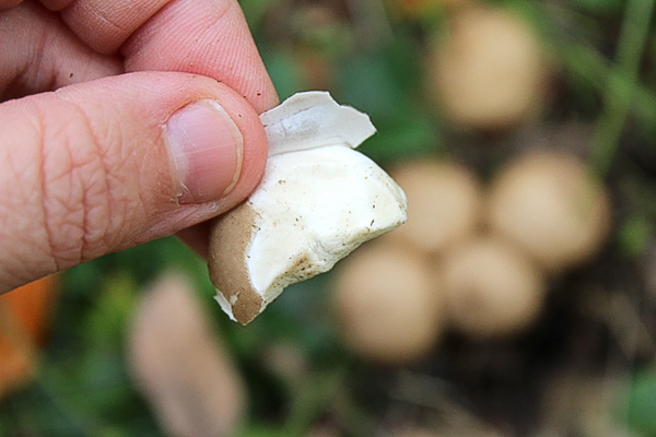 Peeling Puffball Mushrooms