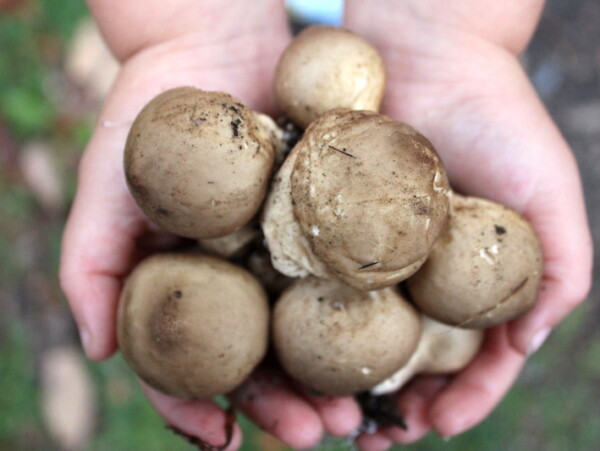 Foraging Puffball Mushrooms