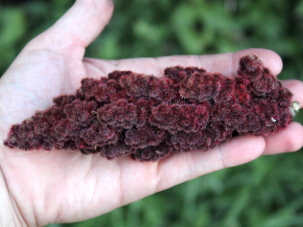 Foraging Staghorn Sumac