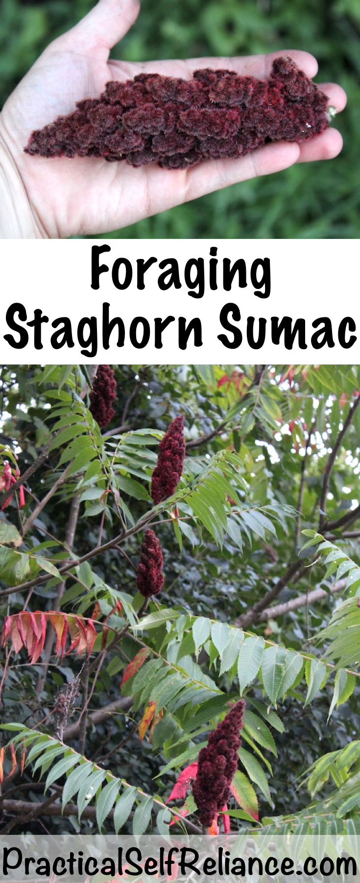 Foraging Staghorn Sumac ~ A natural source of Vitamin C. Sumac is easy to forage anywhere on the east coast of the united states. It's both easy to find and identify. #foraging #wildfood #wildcrafting #survival #bushcraft #herbalism #sumac #uses #identification #harvesting
