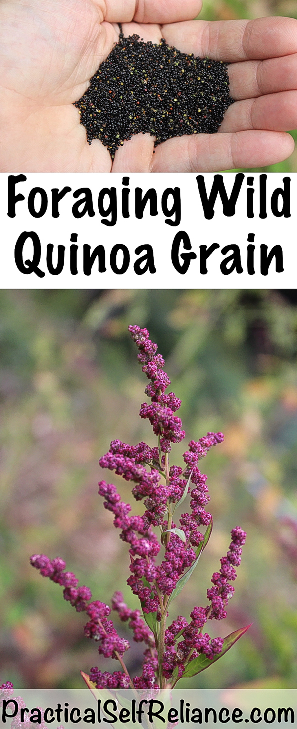 Foraging Wild Quinoa ~ Wild Grains ~ Goosefoot Grain #quinoa #foraging #forage #wildedibles #wildcrafting #homesteading #selfsufficiency #prepper