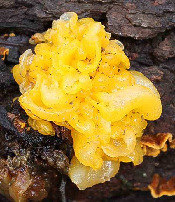 A large yellow jelly fungus parasitizing another mushroom on hardwood (Tremella mesenterica)