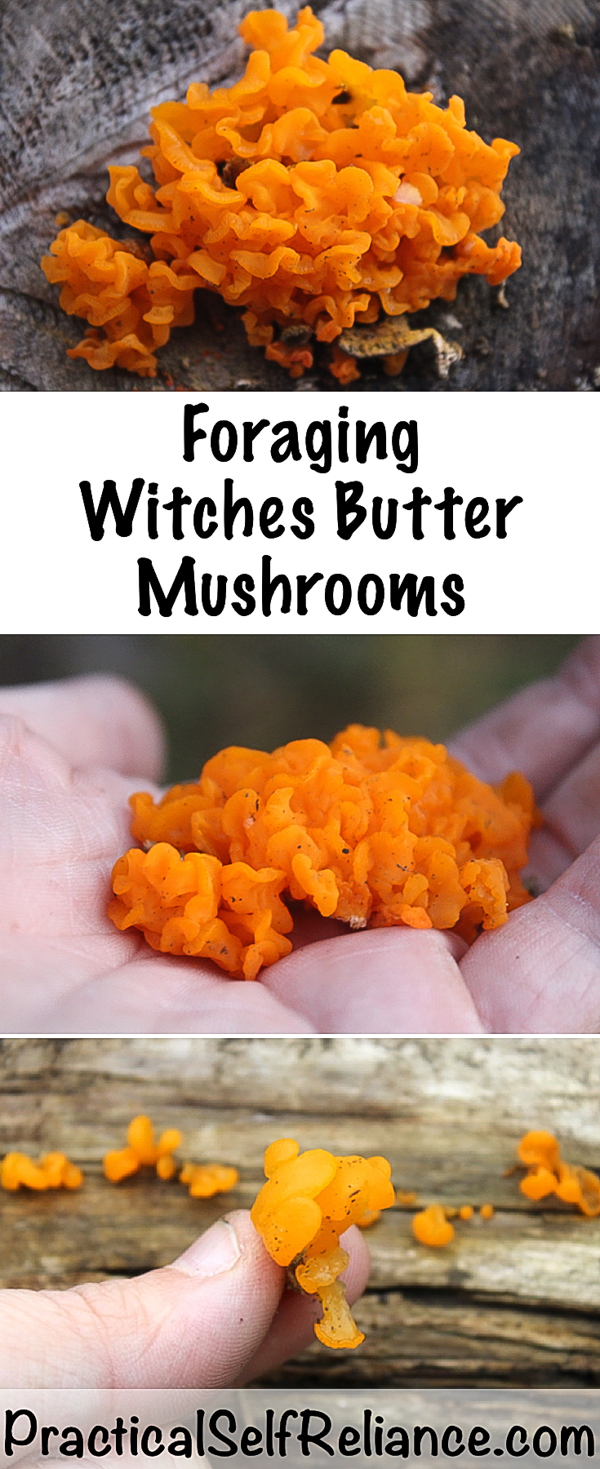 Foraging Witch's Butter Mushrooms ~ Orange Jelly Fungus ~ Dacrymyces palmatus #foraging #forage #mushrooms #ediblemushrooms #wildfood #wildcrafting