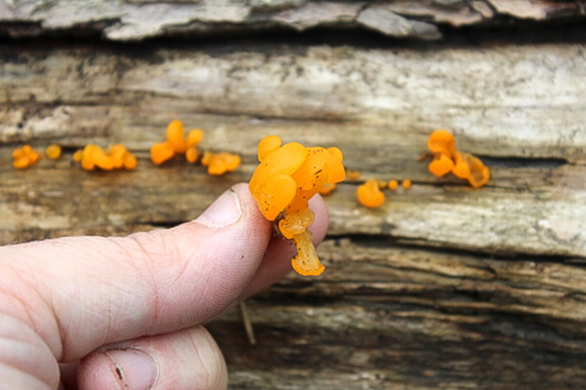Witches butter mushroom on fallen hemlock log (Dacrymyces palmatus)