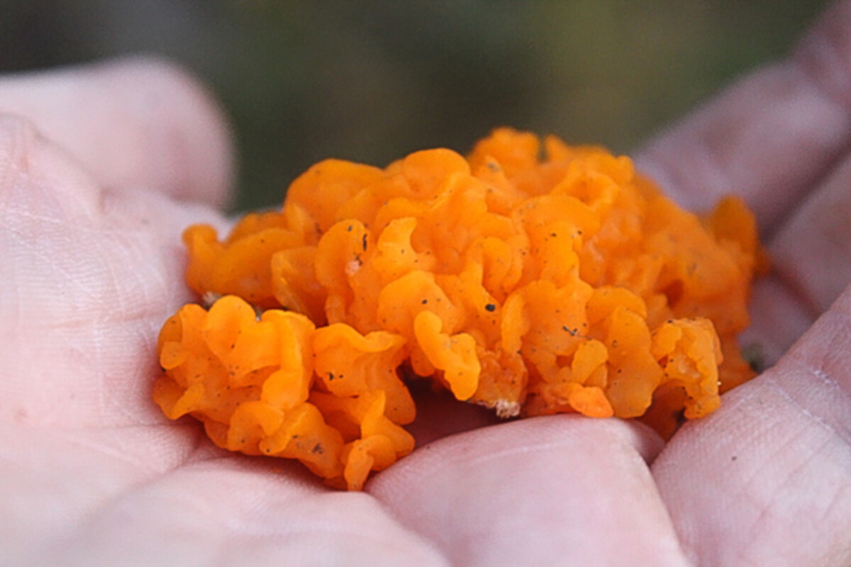 harvesting witches butter mushrooms (Dacrymyces palmatus)