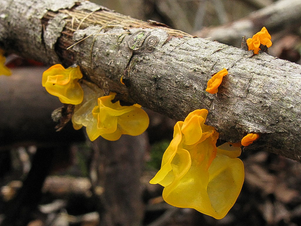 Yellow witches butter (Tremella mesenterica) on a hardwood branch.