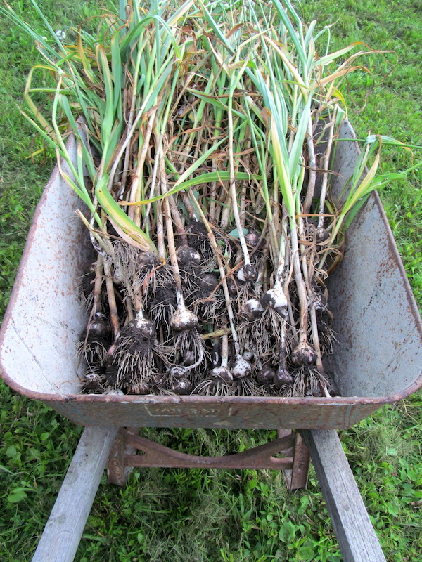 Garlic Harvest