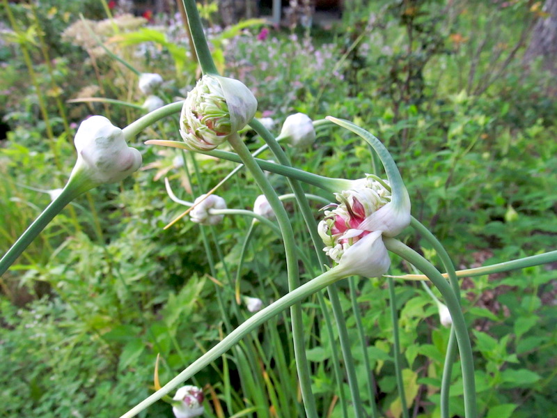 Garlic Scapes forming Bulbils