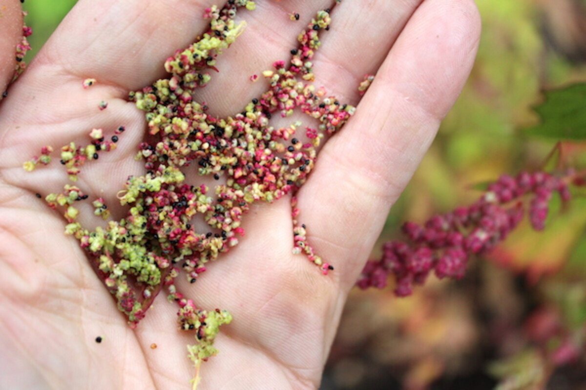 Goosefoot Grain Stripped