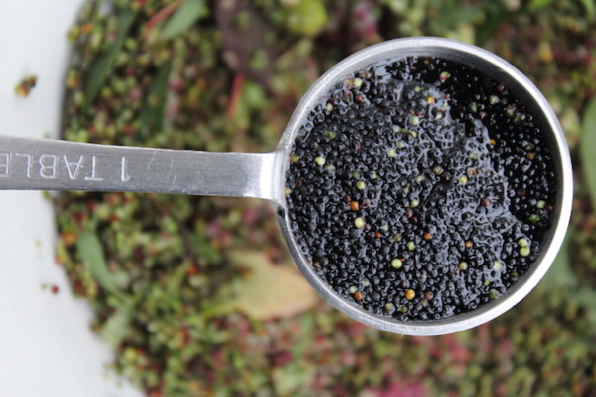 Goosefoot Grain Yield