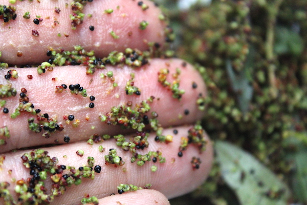 Goosefoot Saponin