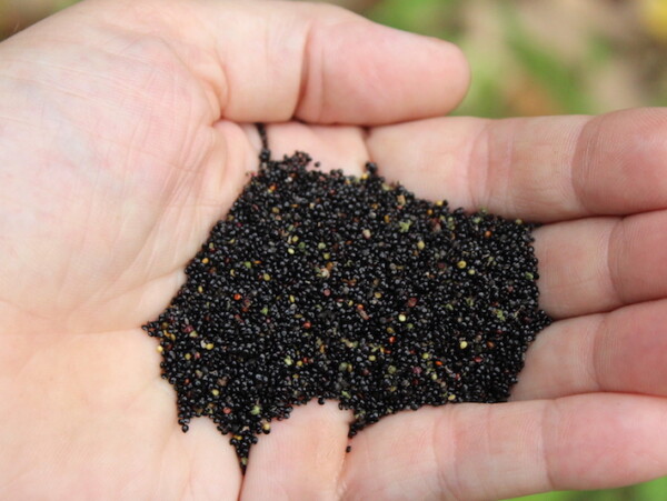 Goosefoot Seed Harvest