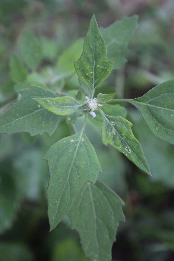 Goosefoot Top (edible leaves of lambs quarter)