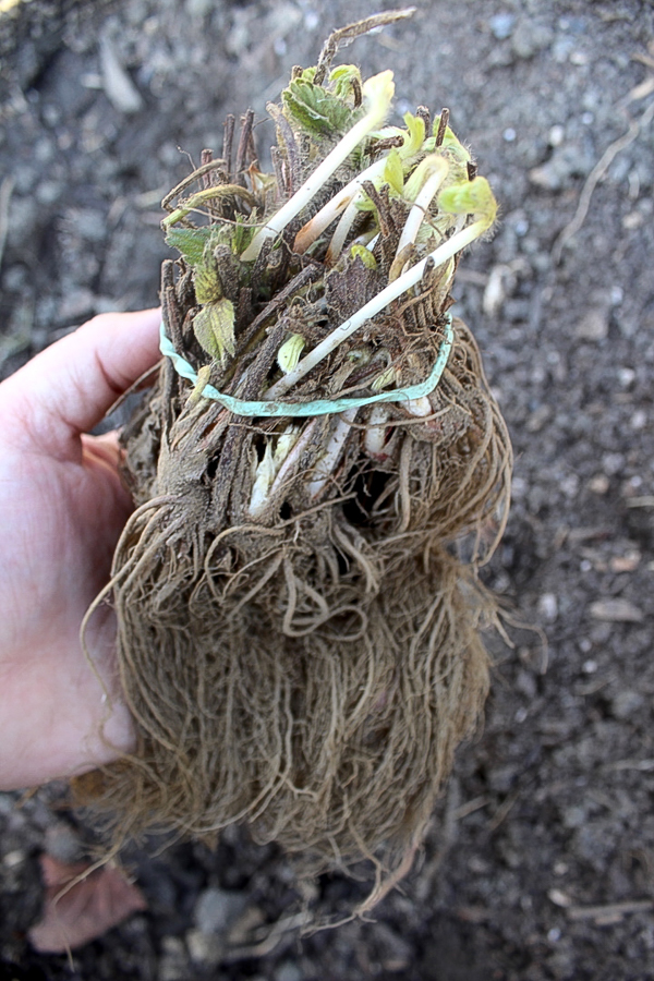 Bareroot Strawberry Bundle