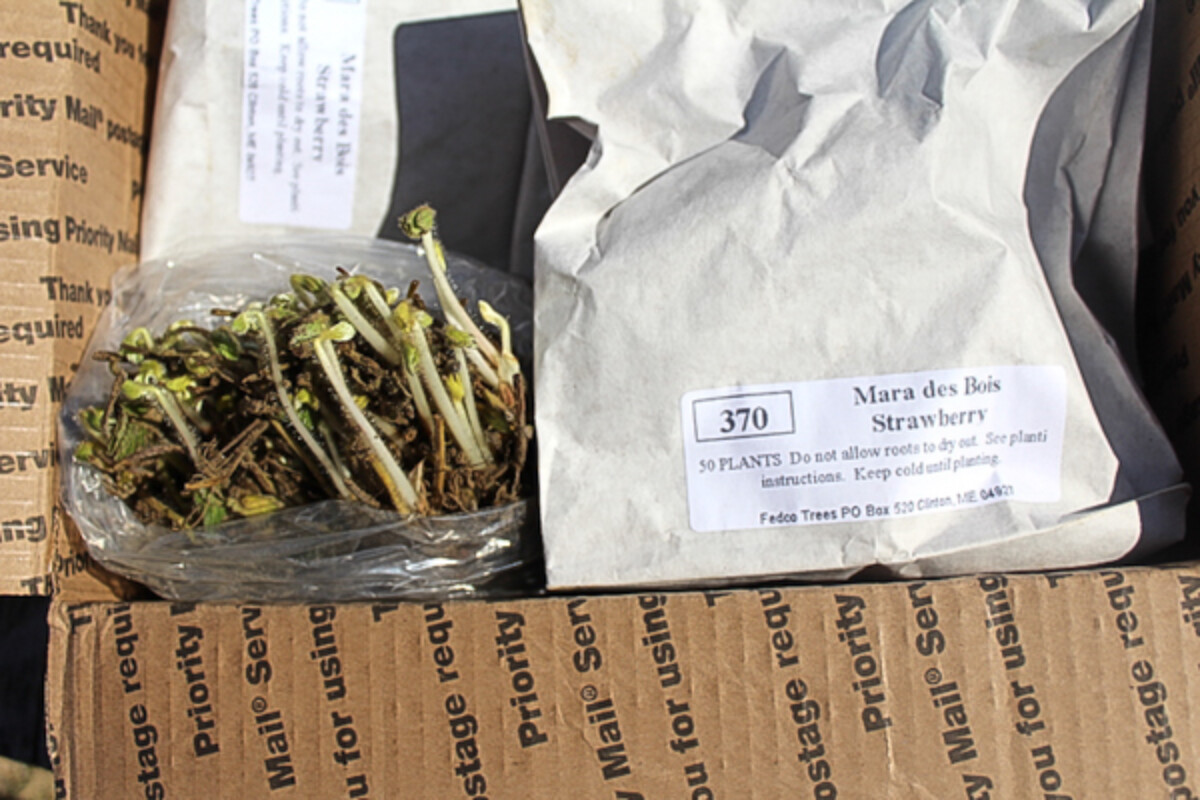 Bareroot Mara Des Bois Everbearing Strawberries