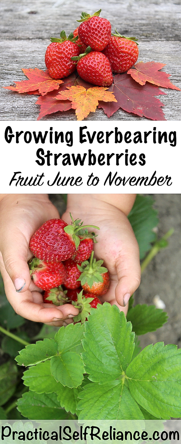 Growing Everbearing Strawberries #strawberries #howtogrow #growingfood #gardening #everbearing #gardeningtips