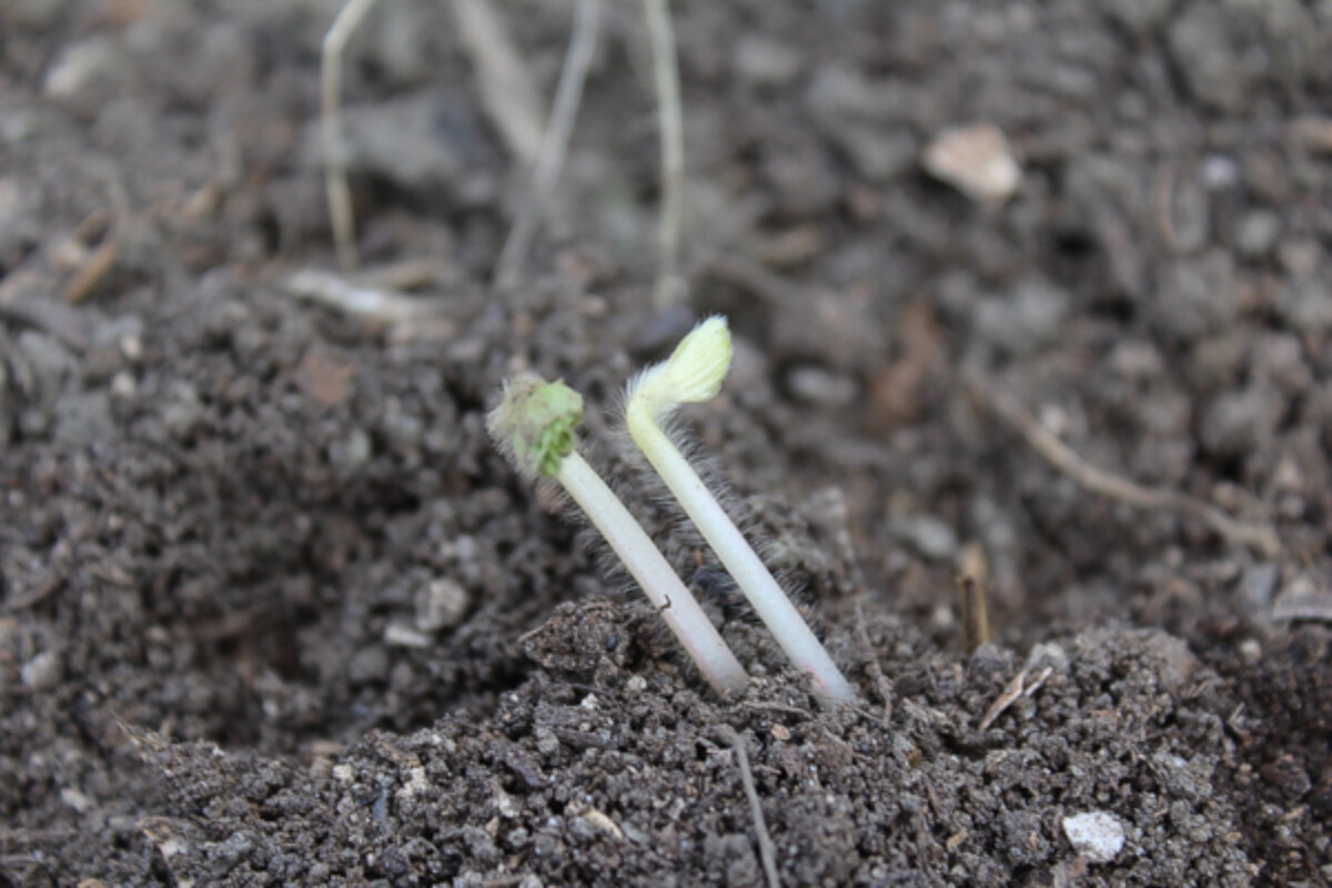 Growing Bareroot Strawberry Plants