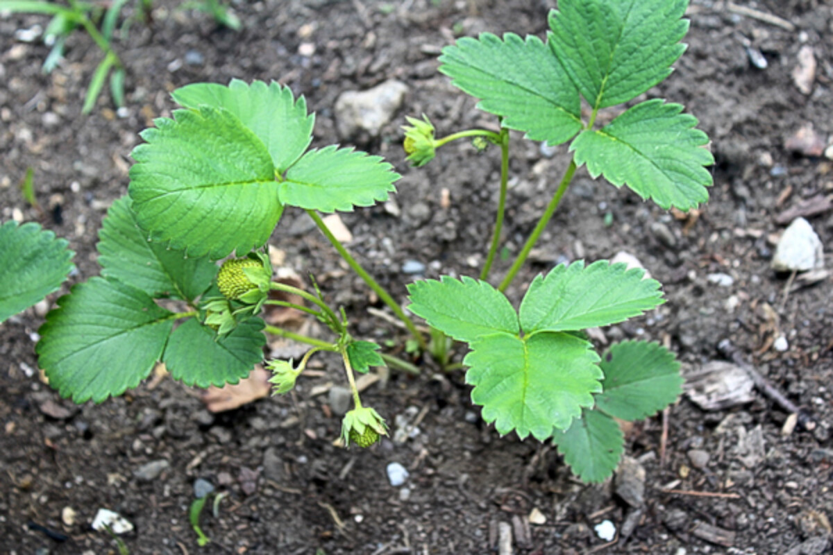 Everbearing Strawberry Plant