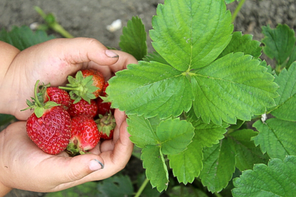Growing Strawberries
