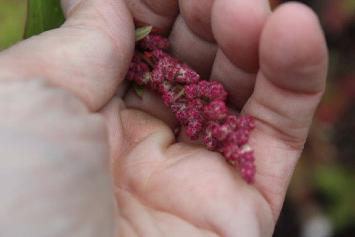 Harvesting Goosefoot Grain
