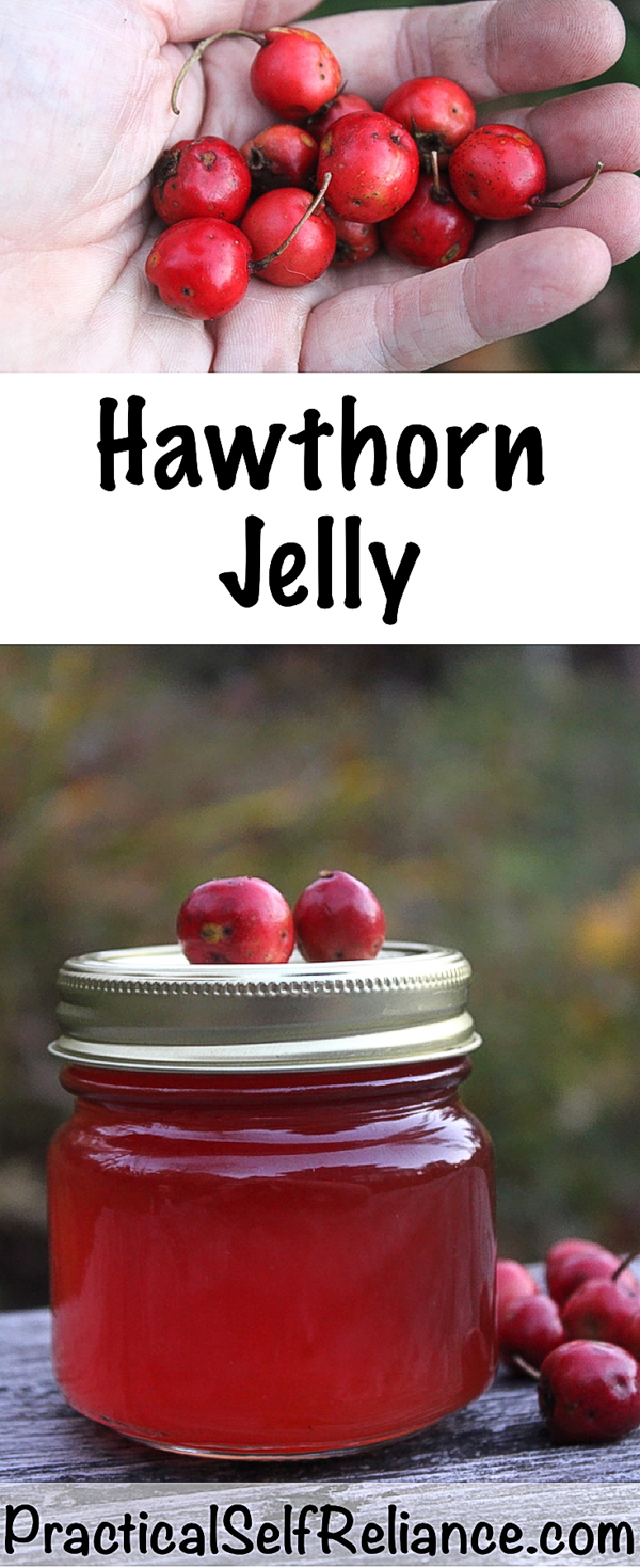 Hawthorn Jelly Recipe for Canning #hawthorn #recipes #jellyrecipes #canning #foodpreservation #homesteading