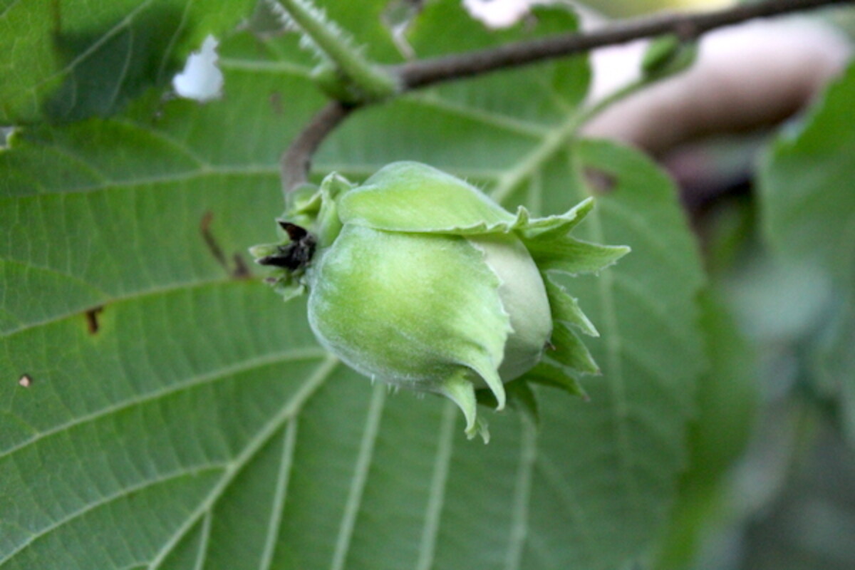 Home Grown Hazelnut