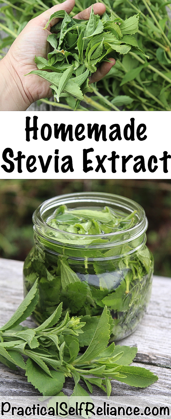 How to Make Stevia Extract or Stevia Powder ~ Home Grown Sugar Free Sweetener #stevia #howtogrow #steviapowder #steviaextract #diy #sugarfree #healthyrecipes