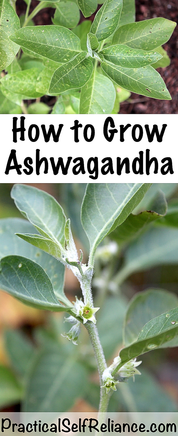 How to Grow Ashwagandha #Ashwagandha #herbs #growingherbs #howtogrow #herbalism #selfsufficiency #homesteading #medicine