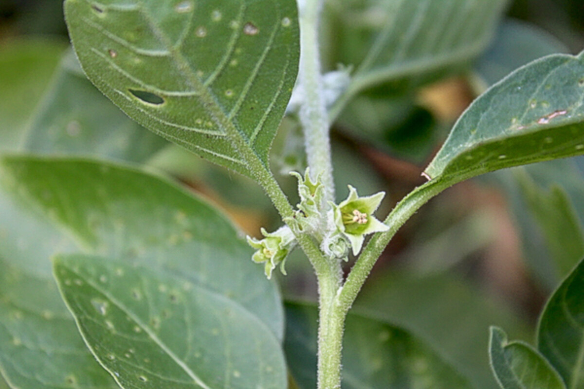 Ashwagandha Plant Flower