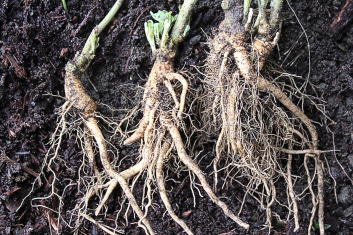 Ashwagandha Roots