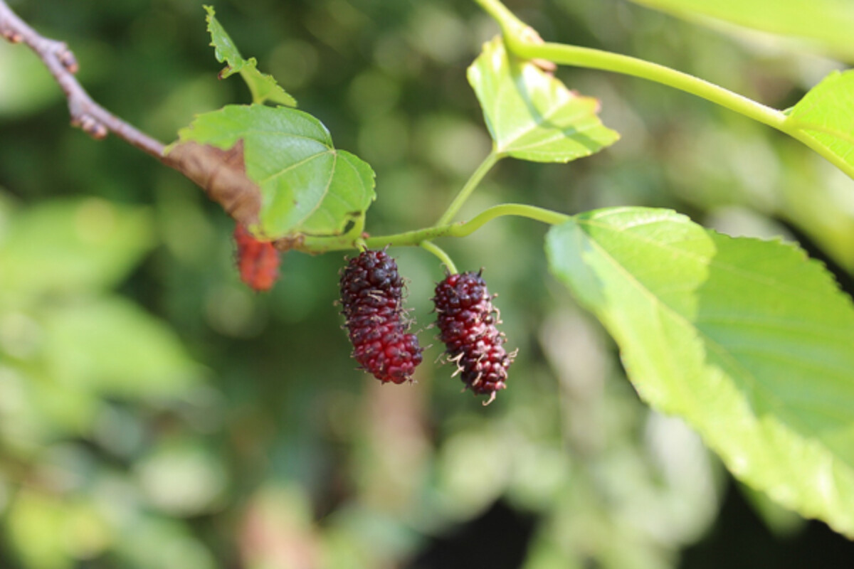 Nearly Ripe Mulberries