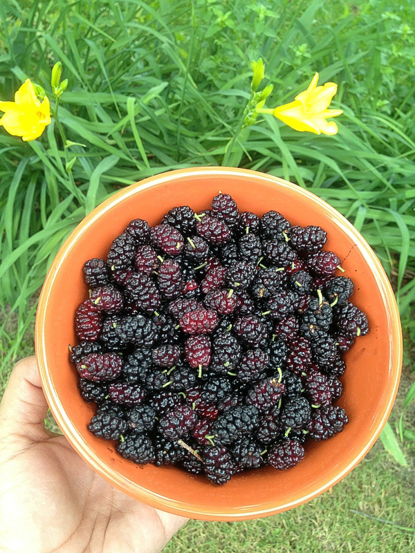 Mulberry Harvest