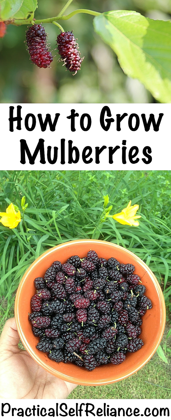 How to Grow Mulberries #mulberry #trees #howtogrow #permaculture #homesteading #selfsufficiency #orchard #berries
