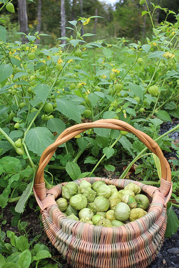 Volunteer tomatillo plants growing alongside my gravel driveway.