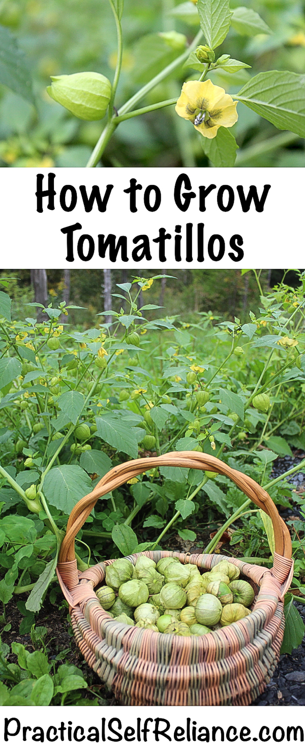 How to Grow Tomatillos ~ Growing Tomatillos in the Garden #tomatillos #vegetablegardening #growingfood #howtogrow #uses #homesteading #selfsufficiency