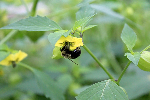 Bumble bee tomatillo pollinator ~ tomatillos require insect pollination