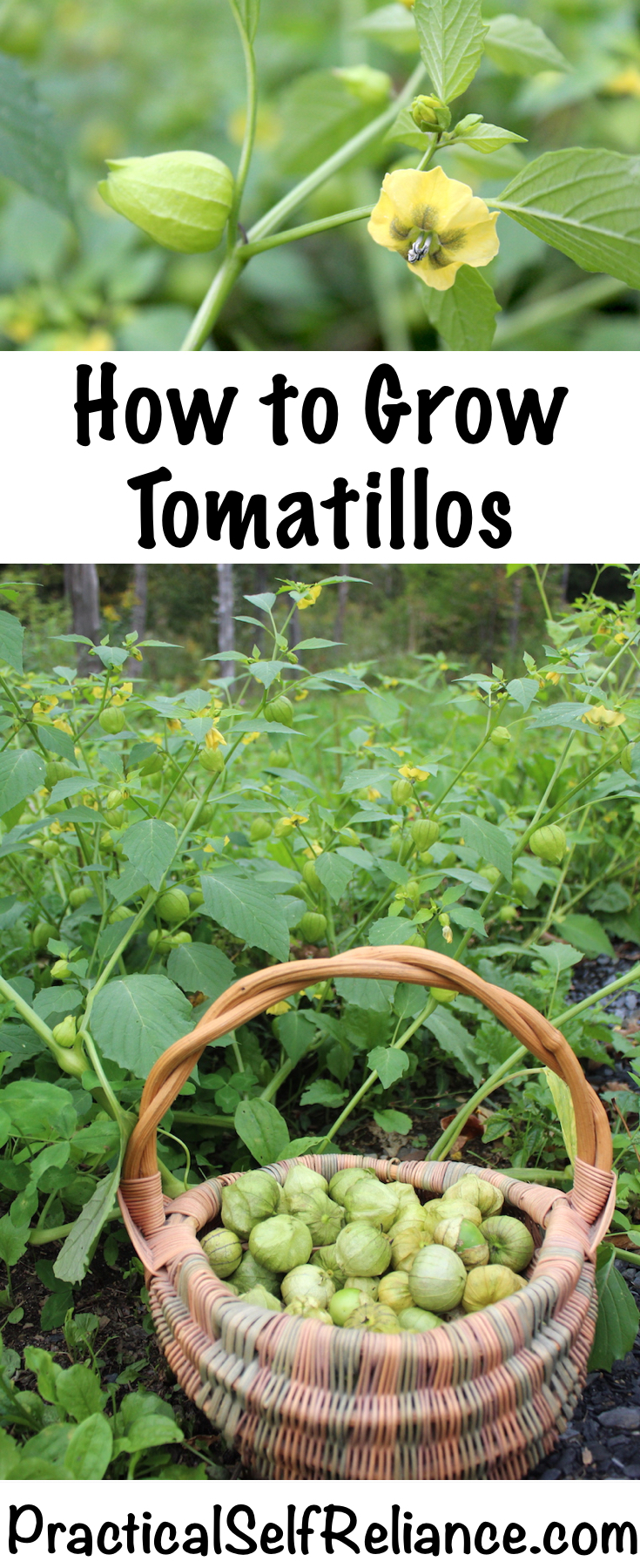 Growing Tomatillos