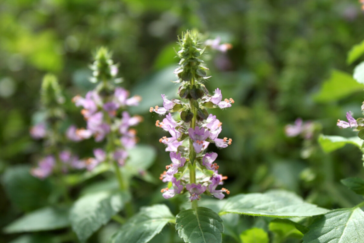 Tulsi beginning to flower mid-summer in our Vermont garden.